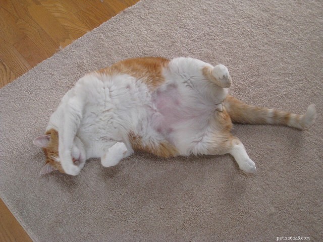Top 10 Cat Obesity Illnesses: How Excess Weight Threatens Your Feline s Health