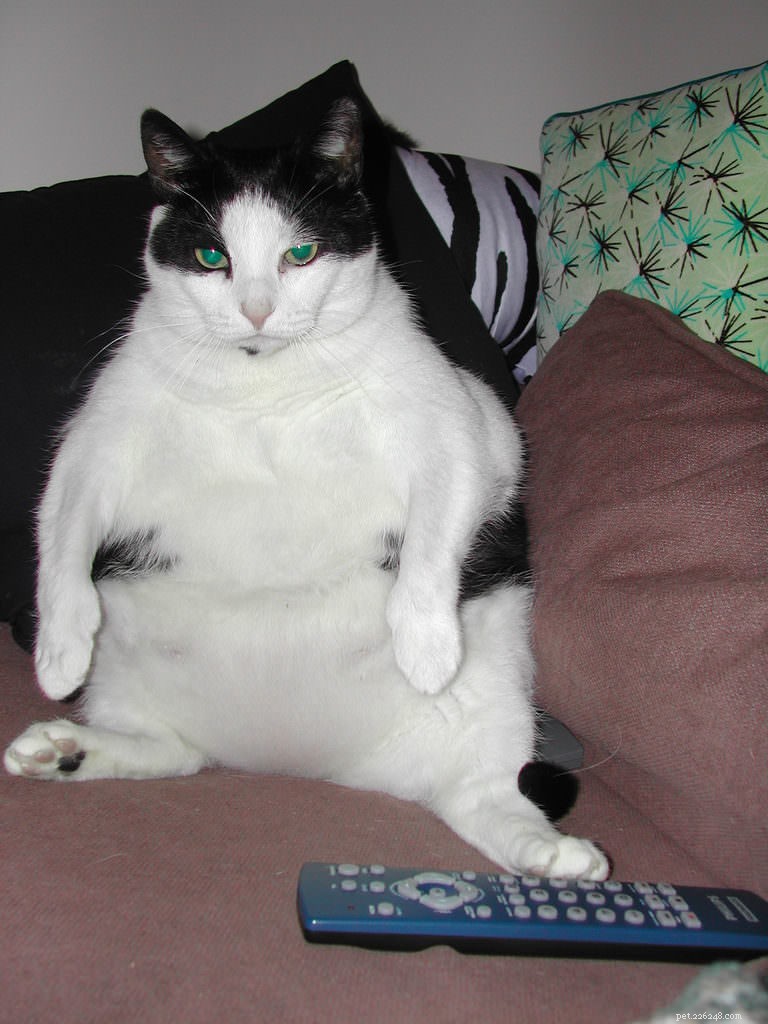 Top 10 Cat Obesity Illnesses: How Excess Weight Threatens Your Feline s Health