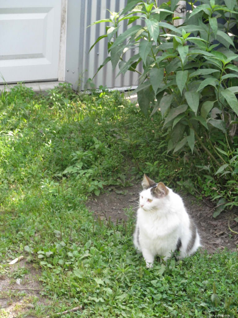 Top 10 Cat Obesity Illnesses: How Excess Weight Threatens Your Feline s Health
