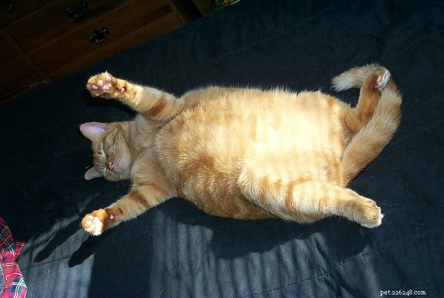 Top 10 Cat Obesity Illnesses: How Excess Weight Threatens Your Feline s Health