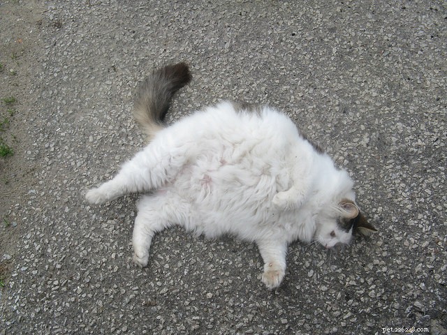 Top 10 Cat Obesity Illnesses: How Excess Weight Threatens Your Feline s Health