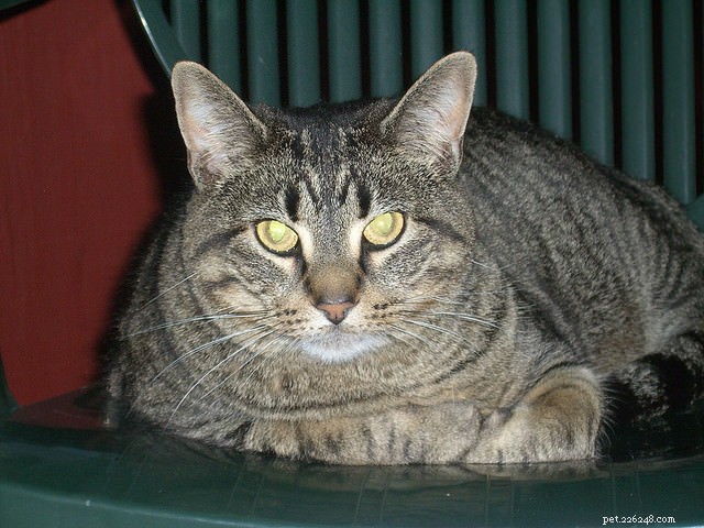 Top 10 Cat Obesity Illnesses: How Excess Weight Threatens Your Feline s Health