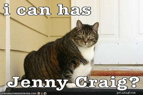 Top 10 Cat Obesity Illnesses: How Excess Weight Threatens Your Feline s Health