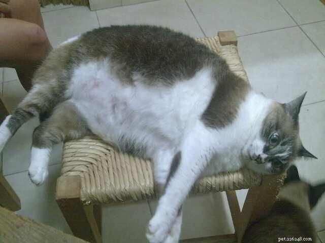 Top 10 Cat Obesity Illnesses: How Excess Weight Threatens Your Feline s Health