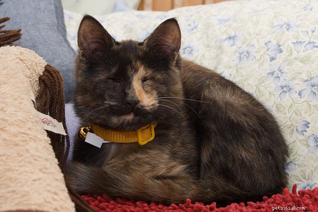 Debunking Common Myths About Special Needs Cats