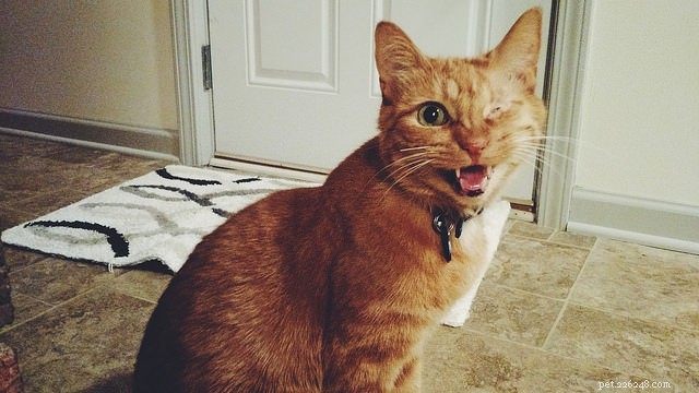 Debunking Common Myths About Special Needs Cats