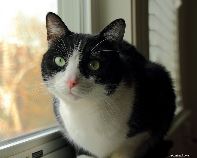 Debunking Common Myths About Special Needs Cats