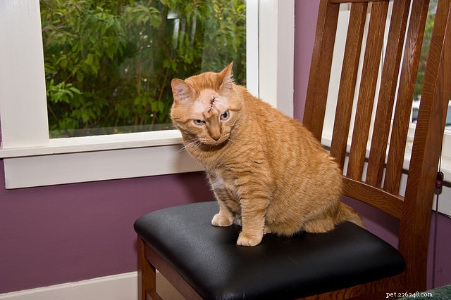 Debunking Common Myths About Special Needs Cats