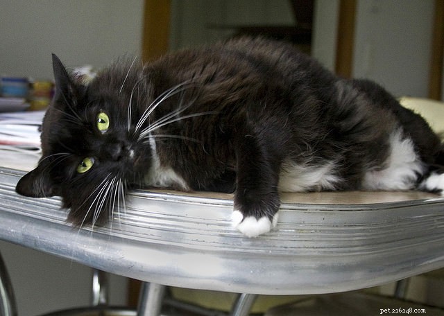 Debunking Common Myths About Special Needs Cats