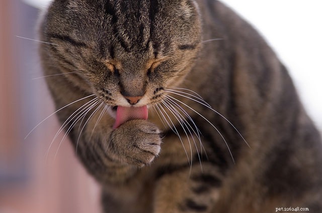 Six Cat Behaviors That May Indicate Medical Problems – Why a Vet Visit Is Crucial