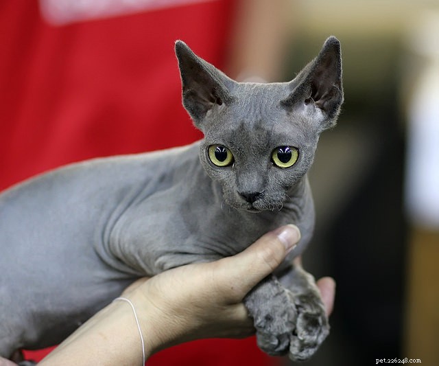 Six Cat Behaviors That May Indicate Medical Problems – Why a Vet Visit Is Crucial