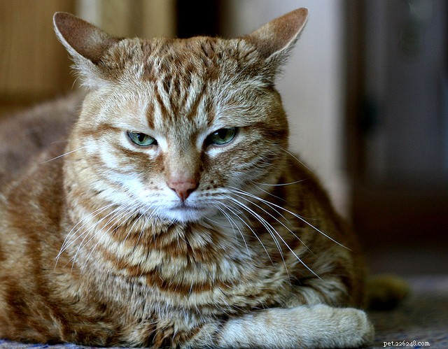 Six Cat Behaviors That May Indicate Medical Problems – Why a Vet Visit Is Crucial