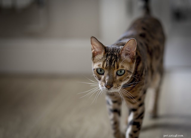 How to Know If Your Cat Has Become Senior: Key Signs & Care Tips