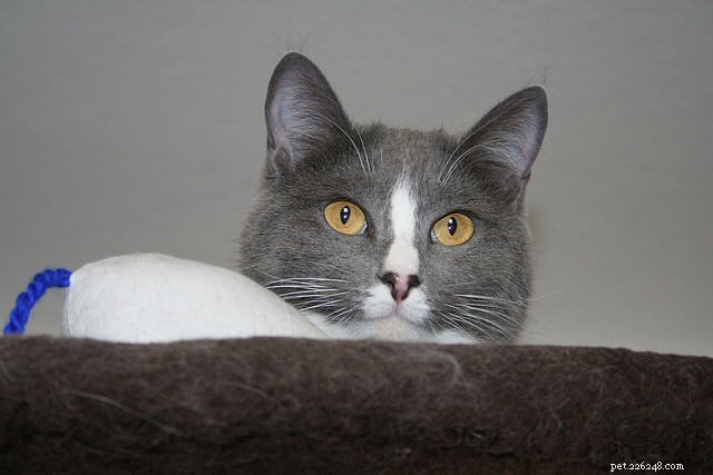 How to Know If Your Cat Has Become Senior: Key Signs & Care Tips