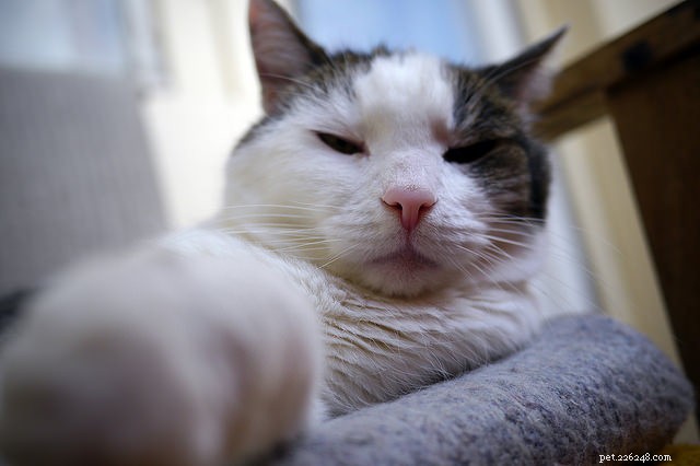 How to Know If Your Cat Has Become Senior: Key Signs & Care Tips