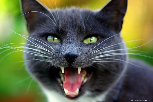 Six Cat Behaviors That May Indicate Medical Problems – Why a Vet Visit Is Crucial