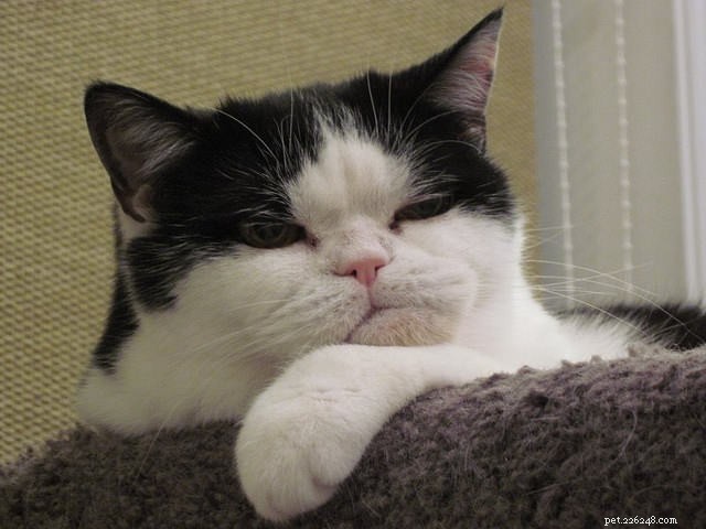 How to Know If Your Cat Has Become Senior: Key Signs & Care Tips