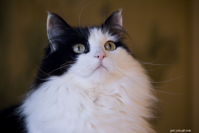 9 Key Signs of Cat Cancer You Should Watch For: Early Detection Saves Lives