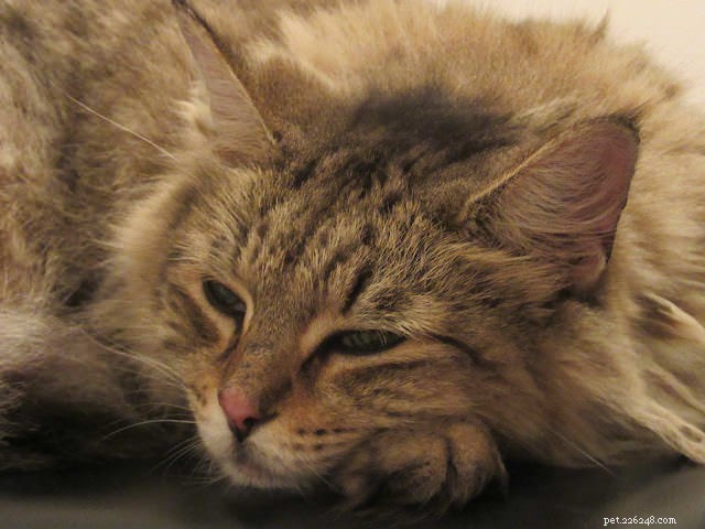 9 Key Signs of Cat Cancer You Should Watch For: Early Detection Saves Lives