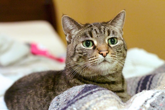 9 Key Signs of Cat Cancer You Should Watch For: Early Detection Saves Lives