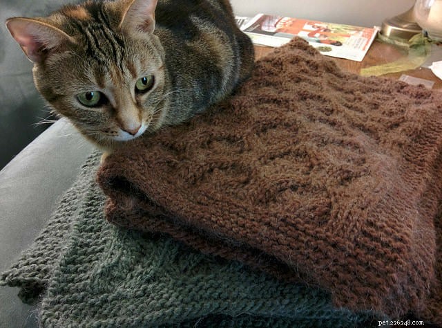9 Key Signs of Cat Cancer You Should Watch For: Early Detection Saves Lives