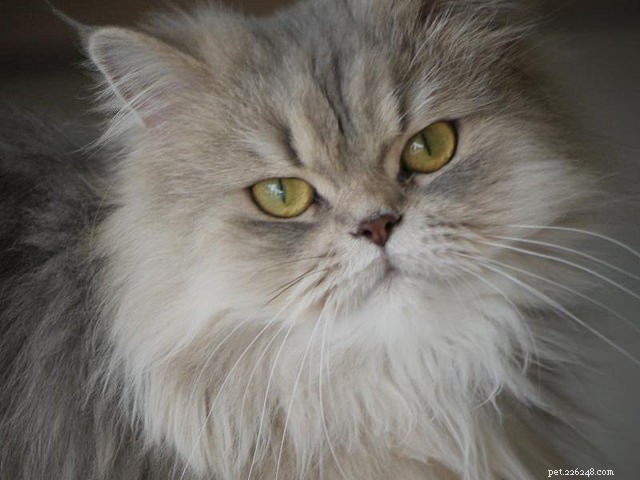 9 Key Signs of Cat Cancer You Should Watch For: Early Detection Saves Lives