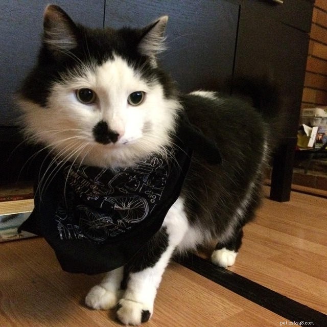 9 Key Signs of Cat Cancer You Should Watch For: Early Detection Saves Lives