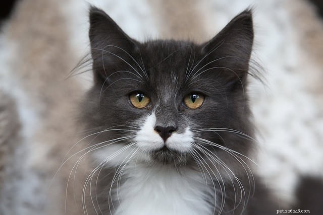 9 Key Signs of Cat Cancer You Should Watch For: Early Detection Saves Lives