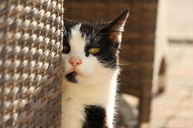 9 Key Signs of Cat Cancer You Should Watch For: Early Detection Saves Lives