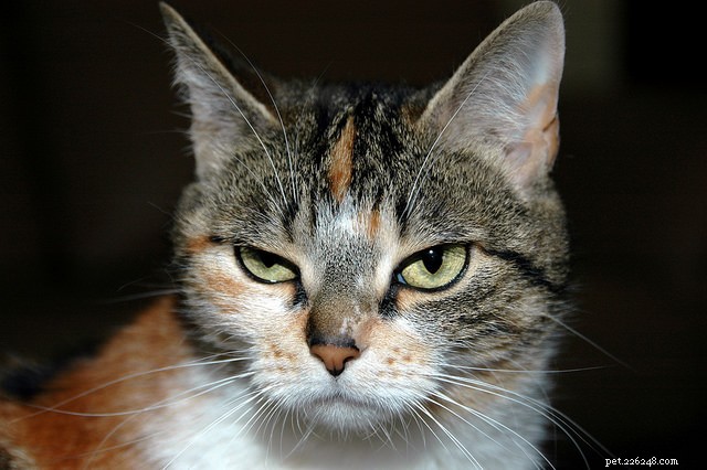 6 Key Indicators Your Cat May Be Feeling Depressed