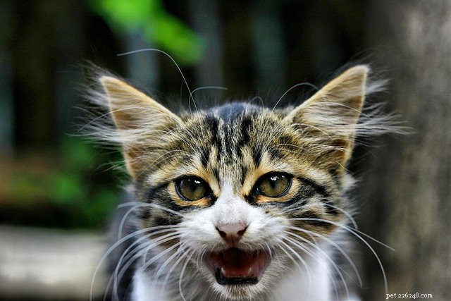 6 Key Indicators Your Cat May Be Feeling Depressed
