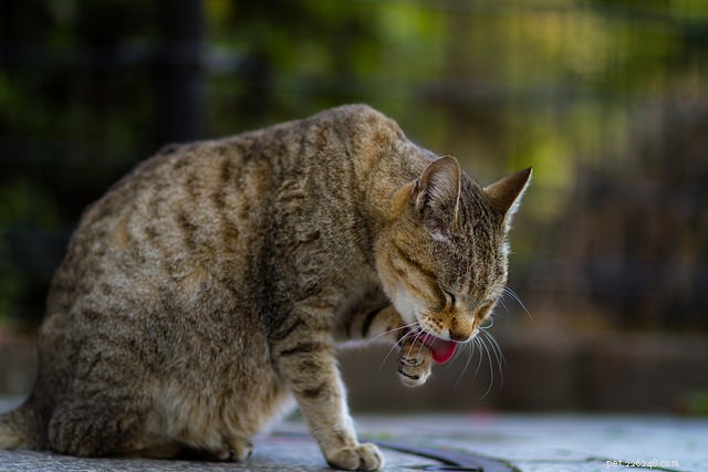 6 Key Indicators Your Cat May Be Feeling Depressed