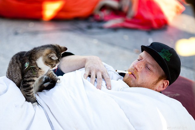 The Hidden Dangers of Cigarette Smoke for Your Cat: Protecting Your Feline Companion