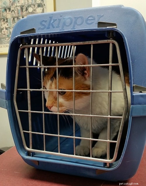 Top Reasons Your Cat Needs a Vet Visit – What You Should Know