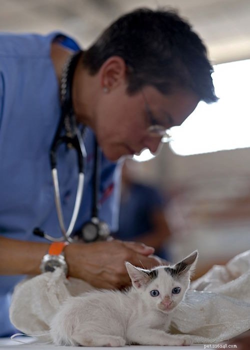 Top Reasons Your Cat Needs a Vet Visit – What You Should Know
