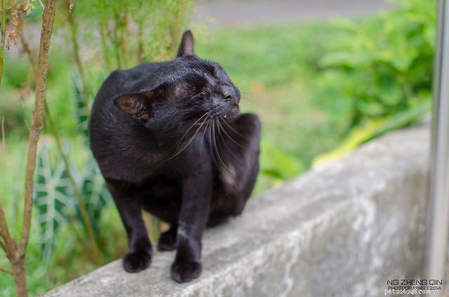 7 Health Issues From Feeding Your Cat the Wrong Food