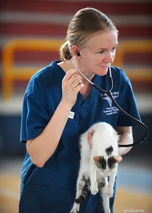Top Reasons Your Cat Needs a Vet Visit – What You Should Know