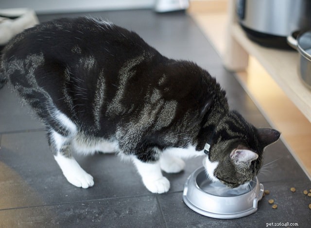 7 Health Issues From Feeding Your Cat the Wrong Food