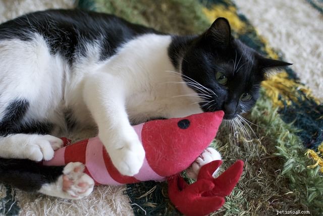 4 Essential Cancer Prevention Tips for Your Cat