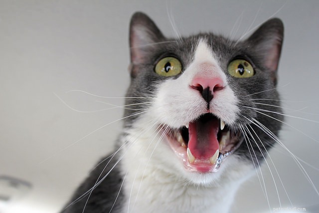 Why Your Cat’s Dental Health Is Crucial: 3 Key Reasons