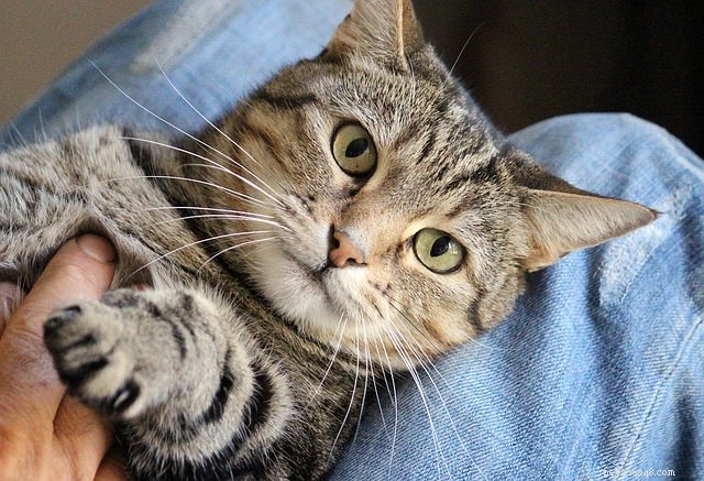 4 Essential Cancer Prevention Tips for Your Cat
