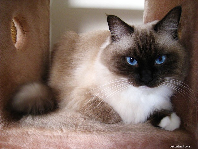 Essential Health Tests for Your Newly Adopted Cat