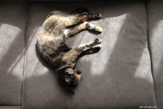 8 Common Causes of Sudden Weight Loss in Cats – What to Watch For