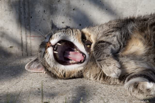 8 Common Causes of Sudden Weight Loss in Cats – What to Watch For