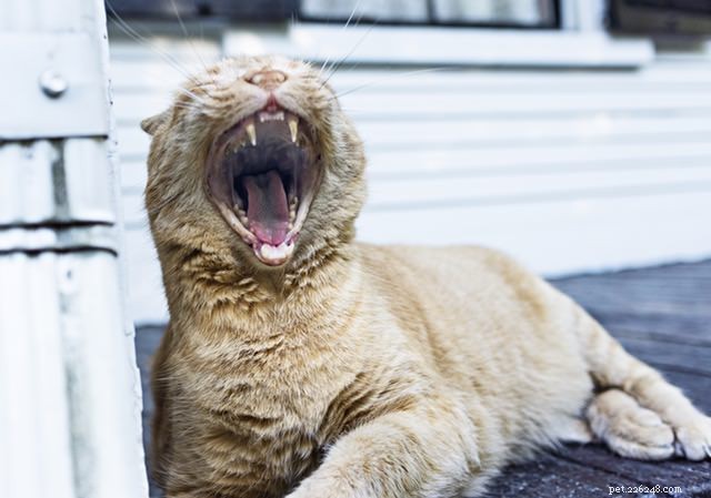 8 Common Causes of Sudden Weight Loss in Cats – What to Watch For
