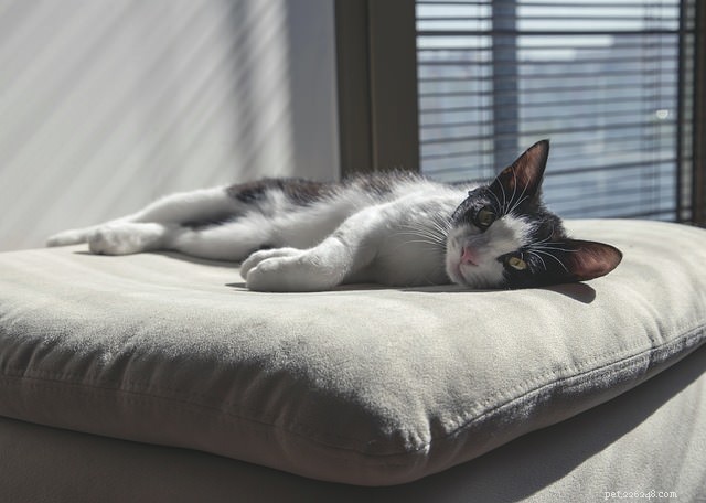 8 Common Causes of Sudden Weight Loss in Cats – What to Watch For
