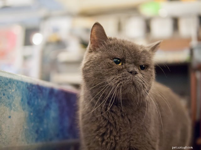 6 Subtle Indicators Your Cat Might Be Ill – Spot Them Early