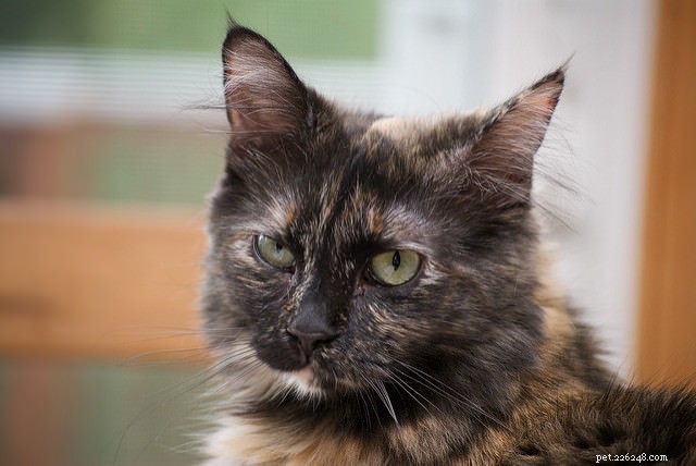 6 Subtle Indicators Your Cat Might Be Ill – Spot Them Early
