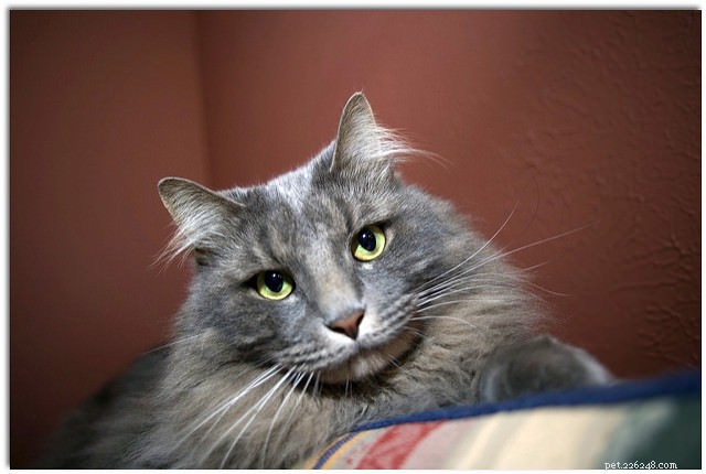 6 Subtle Indicators Your Cat Might Be Ill – Spot Them Early
