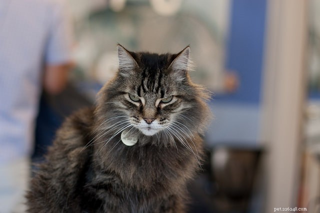 6 Subtle Indicators Your Cat Might Be Ill – Spot Them Early